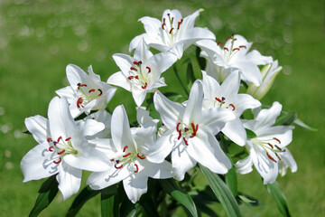 White Easter Lily flowers in garden. Lilies blooming. Lilium Candidum. Garden Lillies with white petals. Lilium flower on green background. Easter greeting card