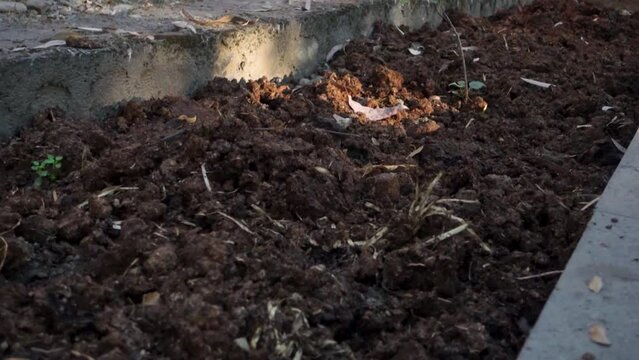 A close up shot of cattle dung organic manure in India. It is an organic fertilizer and manure containing essential nutrients for healthy growth of plants.