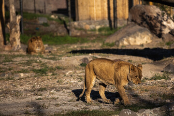 Lion and lioness. Portrait of beautiful lionesses.
