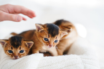 Small little newborn kitty, wild-colored kittens of Abyssinian cat breed lie, sleep sweetly on soft...