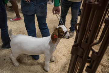 This close up image shows a show goat being next to the legs of it's owner as it's being judged at...