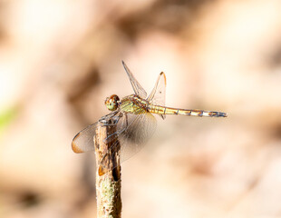 Band-winged Dragonlet (Erythrodiplax umbrata) Perching in Brazil