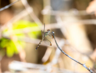 Band-winged Dragonlet (Erythrodiplax umbrata) Perching in Brazil