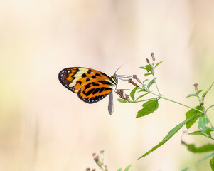 A Beautiful Rare Melinaea mneme Perched on Vegetation in Brazil