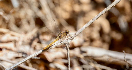 Flame-tailed Pondhawk (Erythemis peruviana) Perched on Brnches in Brazil