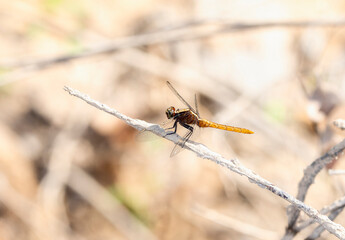 Flame-tailed Pondhawk (Erythemis peruviana) Perched on Brnches in Brazil