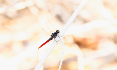 Flame-tailed Pondhawk (Erythemis peruviana) Perched on Brnches in Brazil