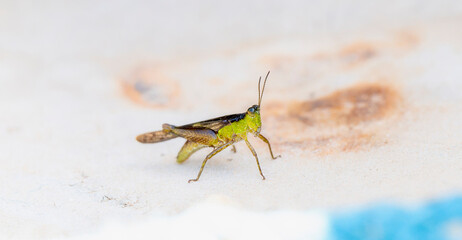 Paulinia acuminata Perched on Boat Rope in Brazil
