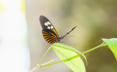 Neruda aoede ssp. centurius Butterfly Perched on Vegeation in Brazil
