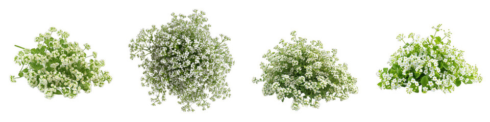 Alyssum  Flower Pile Of Heap Of Piled Up Together  Hyperrealistic Highly Detailed Isolated On Transparent Background Png File - obrazy, fototapety, plakaty