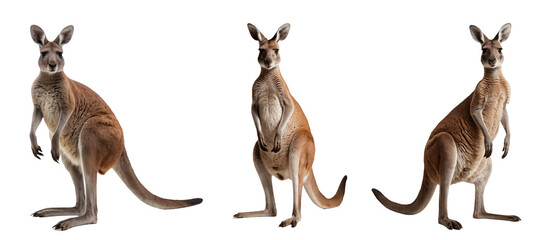 Kangaroo on a transparent background, PNG format