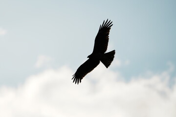 Obraz premium 大空を滑空する鷲