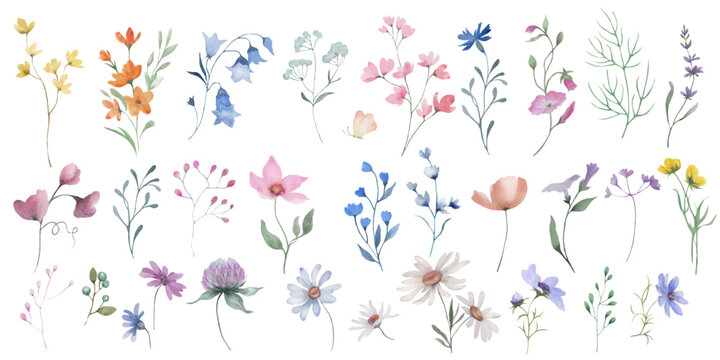 Watercolor vector set. Hand drawn floral illustration isolated on white background.