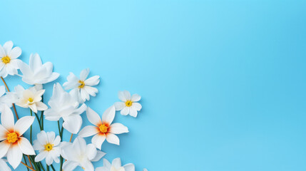 Fototapeta premium Spring flowers on blue background with copy space