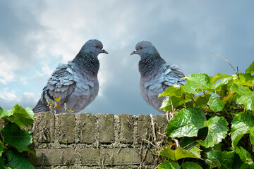 Two common pigeons perched on a stone wall in the park