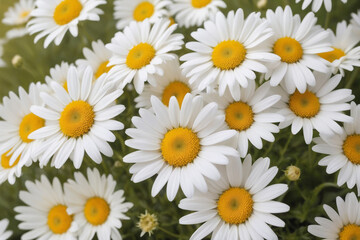 Obraz premium daisies in a garden. Blossom white flower daisies yellow nature , perfect composition, beautiful detailed , 8k photography, photorealistic , soft natural perfect light