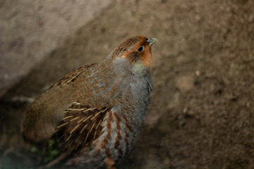 Portrait of a partridge. Lush partridge in winter.