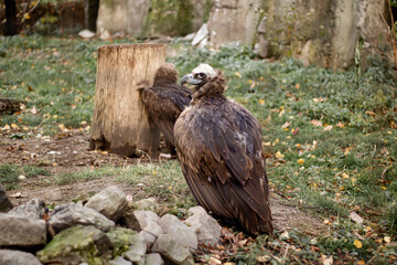 Eagle on the ground.