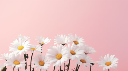 white daisy on pink background