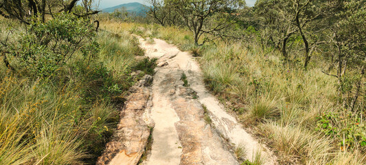 forest flower vegetation tree nature green life mountain valley hill cloud summer land path road land farm Brazil hiking camp stone landscape