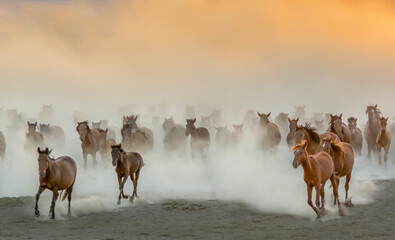 herd of horses