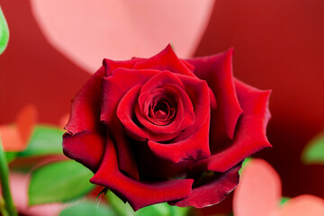 Close-up of the petals of a natural rose, representing the concept of love, Valentine's Day, and elegance. Copyspace.......