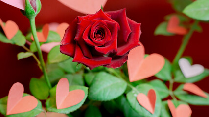 Banner of a rose with paper hearts on its green leaves against a red background. Concept of love, Valentine's Day, elegance. Copyspace