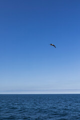 Fototapeta na wymiar A seagull flying over the blue sea conveying calm and serenity, a bird gliding quietly, in Spain