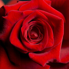 Macro shot of the petals of a natural rose, representing the concept of love, Valentine's Day, Mother's Day. Copyspace