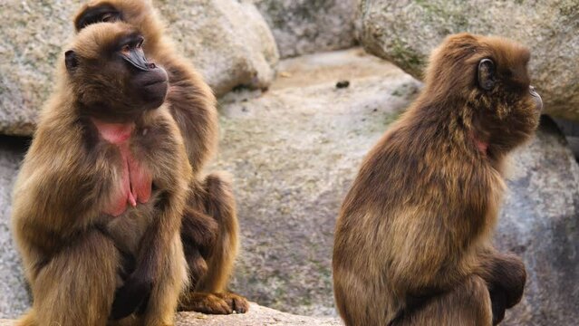 Close up of Baboons, sitting on a rock on a sunny day