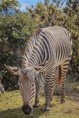 Fototapeta na wymiar portrait of a zebra eating grass in the jungle