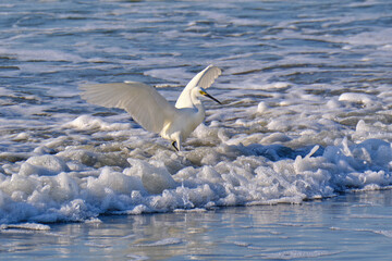 Snowy egret spreads it's wings as the waves crash in