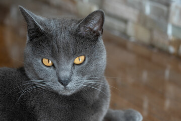 Portrait of adorable Chartreux cat