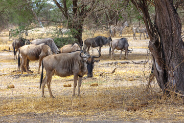 Naklejka na ściany i meble Wildebeest - Tarangire, Serengeti, Ngorongoro