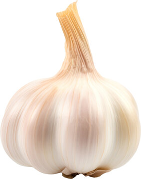 garlic isolated