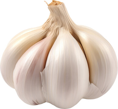 garlic isolated