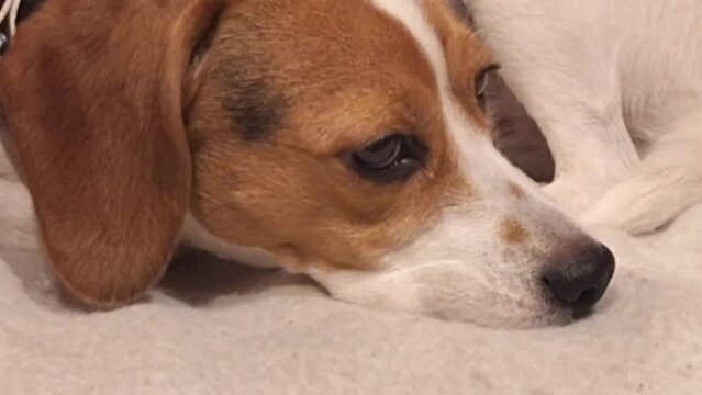 Macro video of tri-coloured beagle. Beagle dog resting on a chair in the living room. Concept of pets and love for animals