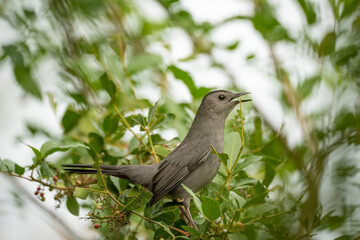 A Gray Catbird bird perched on a tree branch in summer Florida shrubs