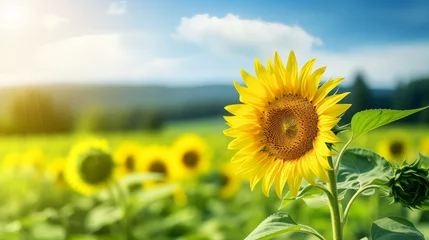 Gordijnen Sunflower field in summer sky blurred background © Konstantinos