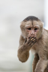 Close-up of a monkey eating with a bruise on its face