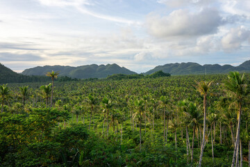 Fototapeta na wymiar A vast landscape of palm trees stretches toward distant hills under a cloud-dappled sky, showcasing the expanse of a tropical plantation.