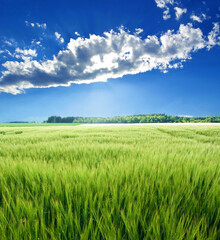 Fototapeta na wymiar green cereal grain barley (Hordeum vulgare) field in backlight and sun behind clouds in blue sky, near Strasslach, Bavaria, 10 miles south of Munich, Germany, Europe