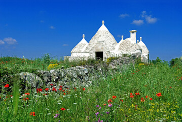 one abandoned white Trullo House with  conical roof or cone roof in flowery meadow, natural stone...