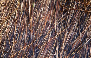 close up of straw in the water
