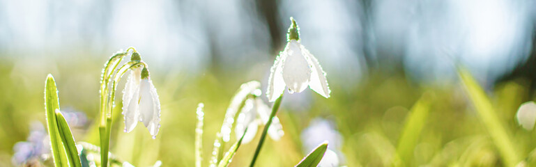 Galanthus, snowdrop flowers. Fresh spring snowdrop flowers. Snowdrops at last year's yellow foliage. Flower snowdrop close-up. Spring flowers in the snow - obrazy, fototapety, plakaty