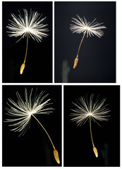 closeup of one single dandelion seed (Taraxacum Officinale) against black background