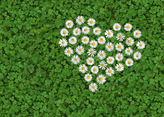 daisy  (Bellis perennis) formed like a heart on a white clover  (Trifolium repens) underground, symbol © Andreas