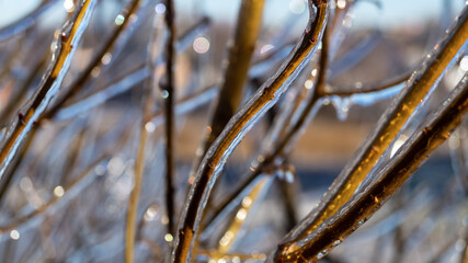 Ice on tree branches. Ice covered the tree branches. Ice on a branch close-up