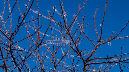Ice on tree branches. Ice covered the tree branches. Ice on a branch close-up