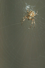 closeup, macro of an European garden spider, cross orbweaver, diadem spider, orangie, cross spider, (Araneus diadematus) sitting in the center of it´s web
